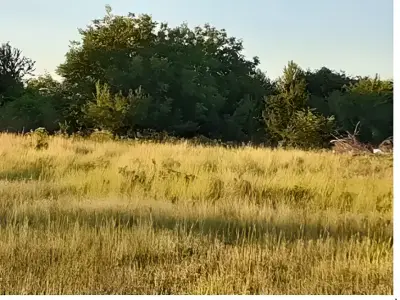 Teren intravilan de vanzare Sector 4 Bucuresti cu copaci